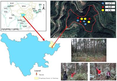 Stand structure adjustment influences the biomass allocation in naturally generated Pinus massoniana seedlings through environmental factors